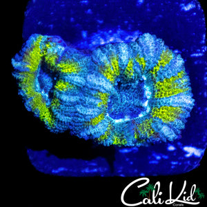 ULTRA ASIAN ACAN DOUBLE