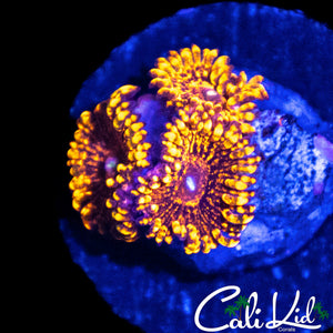 FLAMIN MOHICAN ZOA TRIPLE