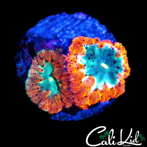 TRI COLOR BUBBLE BLASTO DOUBLE