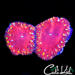 YELLOW SPOTTED BLASTO DOUBLE