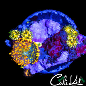 RARE ZOA / MUSHROOM ROCK