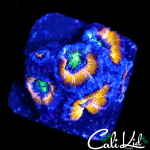 MYSTERY ACAN MINI COLONY
