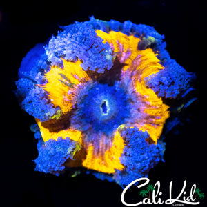BLINDING EYE ROCK NEM