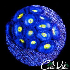 AOI ZOA COLONY