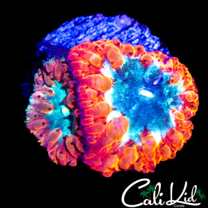 TRI COLOR BUBBLE BLASTO DOUBLE