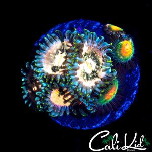 ASSORTED ZOA MINI COLONY
