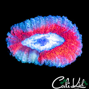 RAINBOW RING LOBO