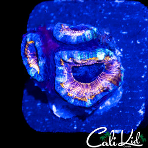 CK SHAPESHIFTER ACAN TRIPLE
