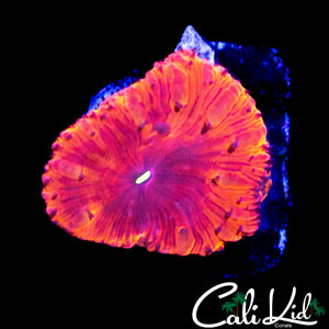 INDO RAINBOW BLASTO