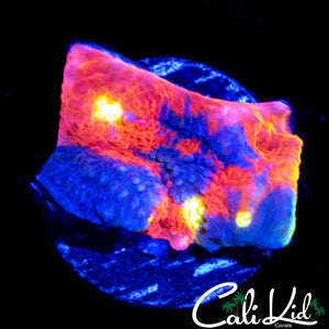 BLUE BASE RAINBOW CHALICE