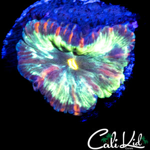 RAINBOW MORPH BLASTO