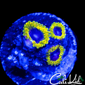 MESOPHERE ZOA TRIPLE