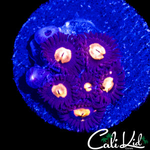 MYSTERY ZOA MINI COLONY