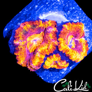 ULTRA RAINBOW ACAN TRIPLE
