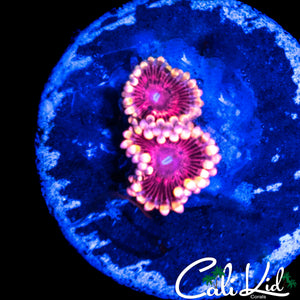 MYSTERY ZOA DOUBLE