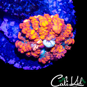 JF RAUNCY RED BOUNCE MUSHROOM