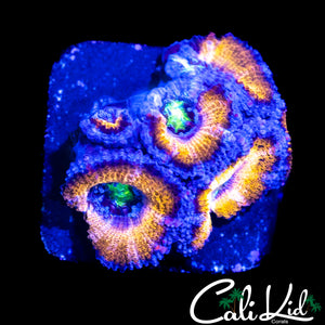 MYSTERY ACAN MINI COLONY