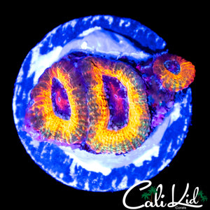 ULTRA RAINBOW MICROMUSSA