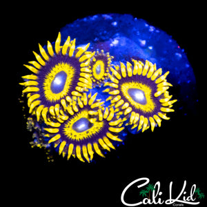 BULLS EYE ZOA MINI COLONY