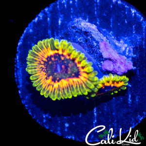 HALLUCINATION ZOA DOUBLE