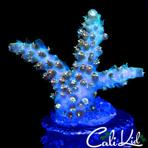 MYSTERY ACRO