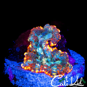 FLAME RIM RHODACTIS