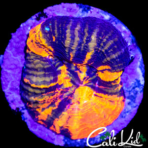 TIGER BLOOD SCOLY