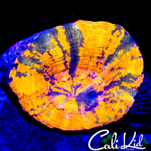 BEAUTIFUL SPLATTER SCOLY