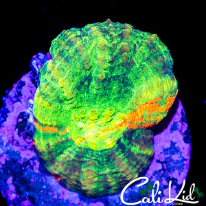 AQUACULTURED MULTI COLORED SCOLY
