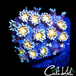 SUNFLOWER GONI