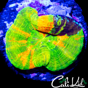 AMAZING 5 COLOR SCOLY
