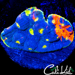 RARE BLUE BLASE RAINBOW CHALICE COLONY