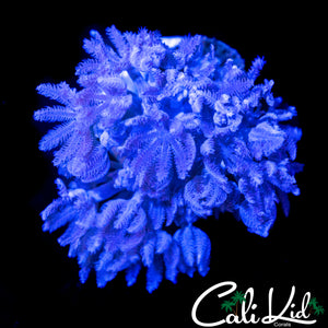 PULSATING XENIA CHUNK