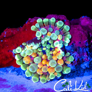 CK ACID TRIP MUSHROOM