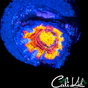 RARE MYSTERY RAINBOW ACAN