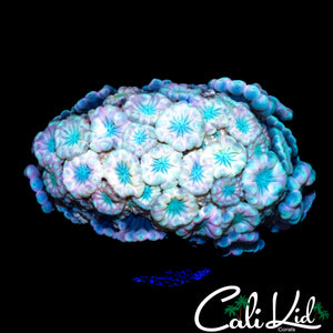 RAINBOW ALVEOPORA