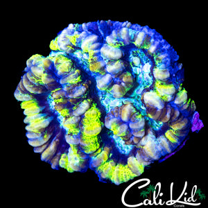 ULTRA RAINBOW WILSONI