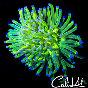 BI COLOR HOLY GRAIL VARIANT TORCH