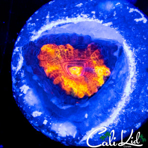 MYSTERY RAINBOW ACAN