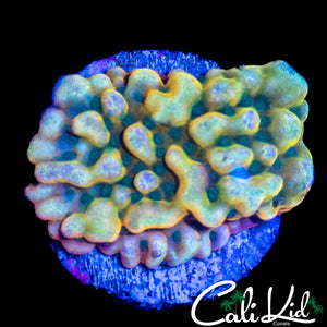 RAINBOW PHOENIX MONTI