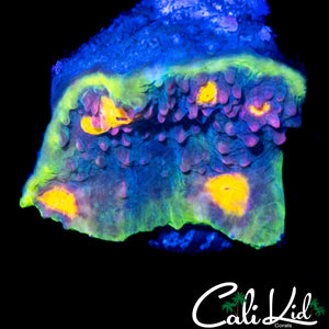 shopify auction