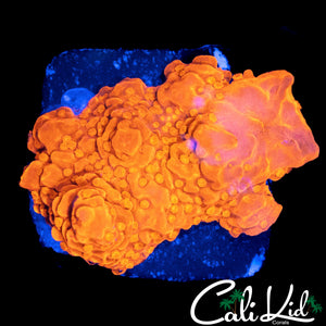 CK FLAMIN SETOSA