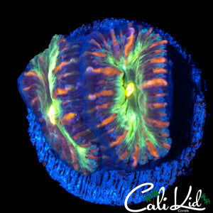RAINBOW BLASTO MORPH DOUBLE