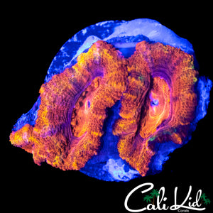 ULTRA RAINBOW ACAN TRIPLE