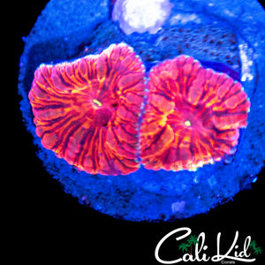CHERRY BOMB BLASTO DOUBLE