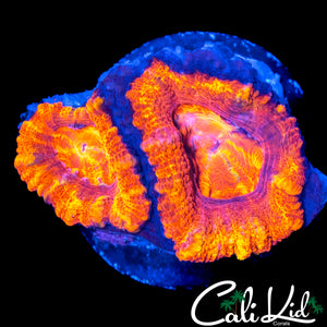 ULTRA RAINBOW ACAN DOUBLE