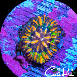 ULTRA RAINBOW BUTTON SCOLY
