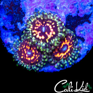 CK ULTIMATE PINK SPACE MONSTER ZOA TRIPLE