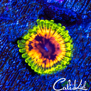 HALLUCINATION ZOA