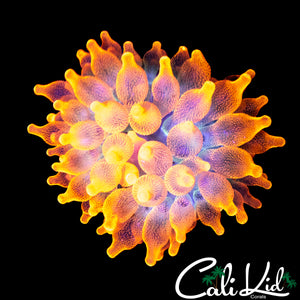 CALI BURST NEM